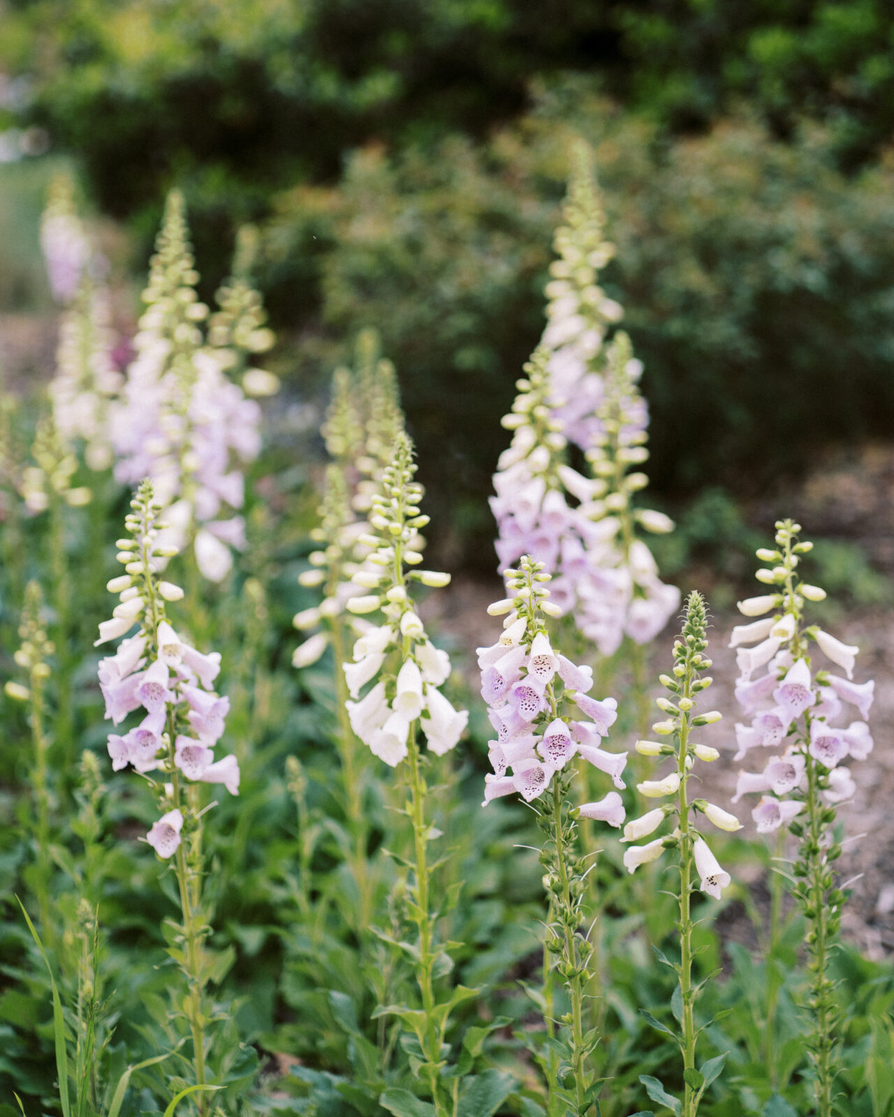 Fort Worth Botanic Garden Wedding